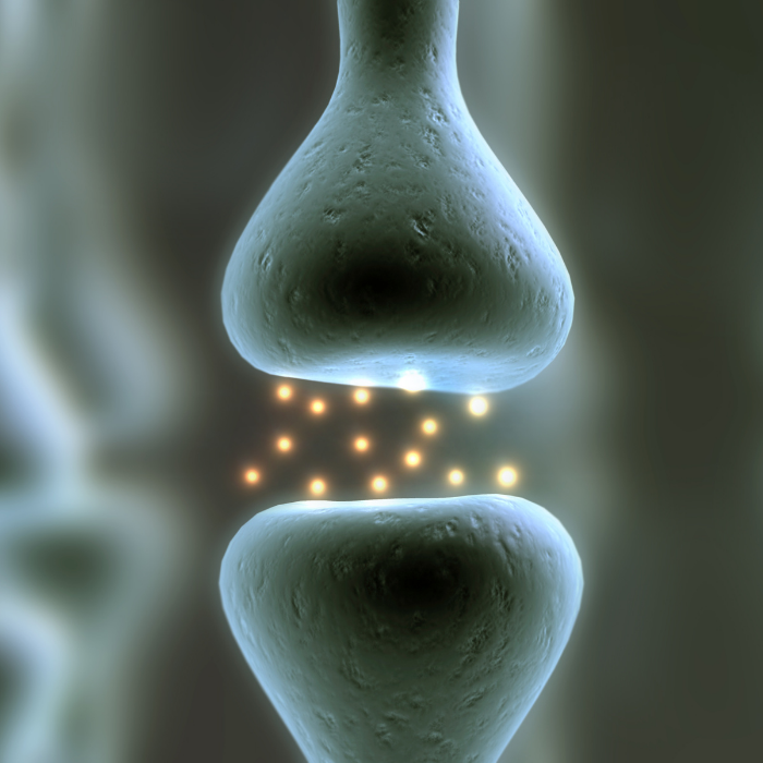 cannabinoid receptors