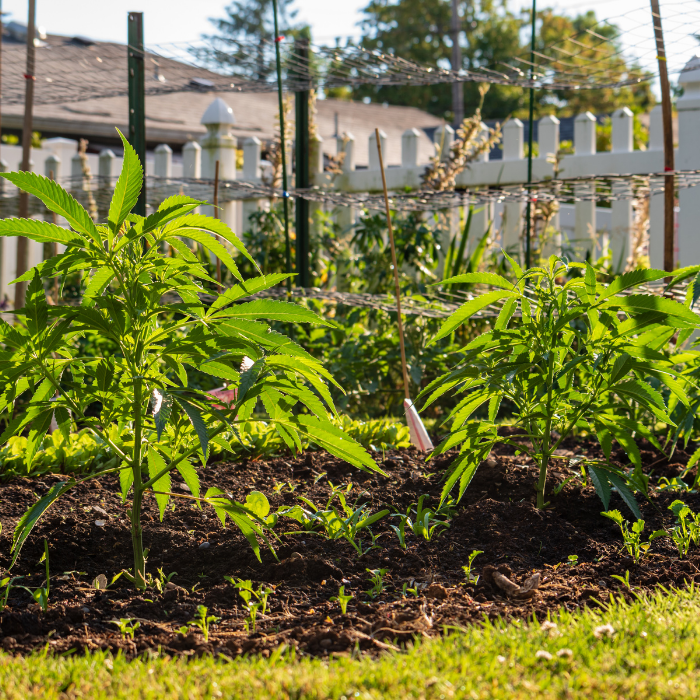 growing CBD