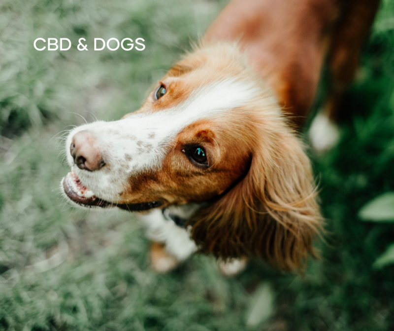 CBD for pets