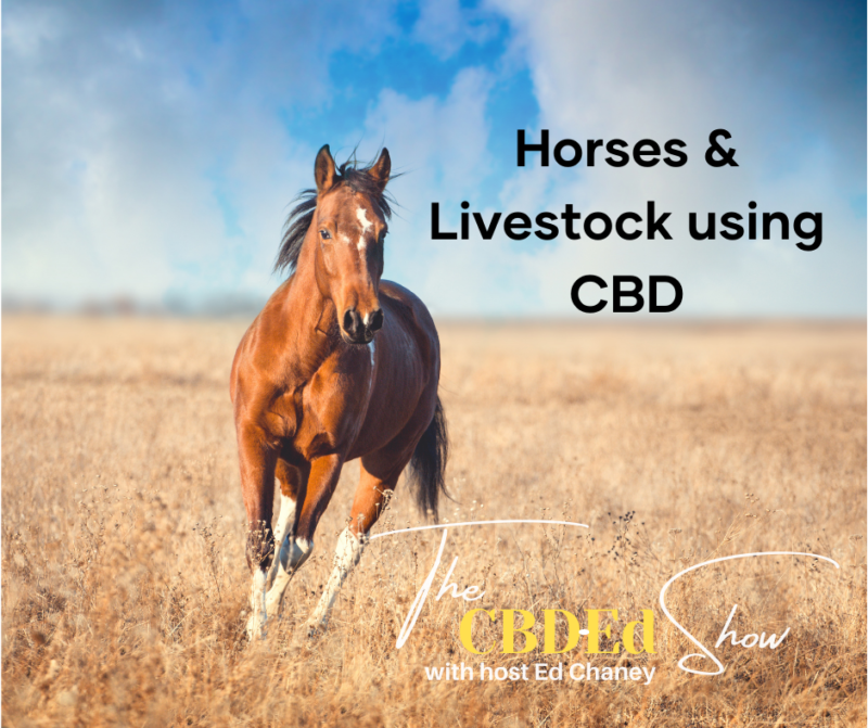 horses and livestock using cbd